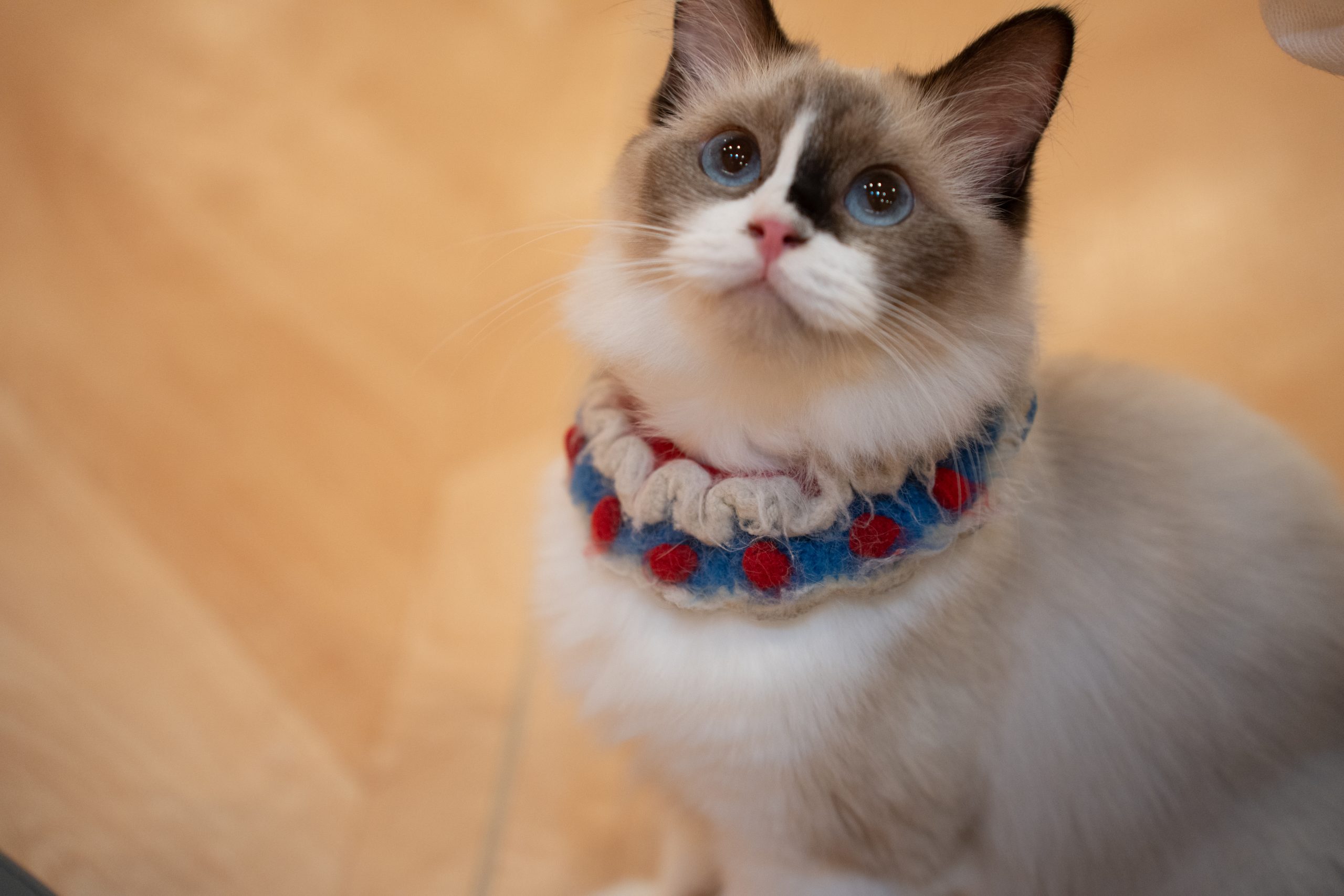 可爱的猫猫们-琢码斋